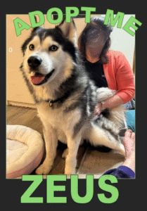 zeus_adopt zeus_adopt